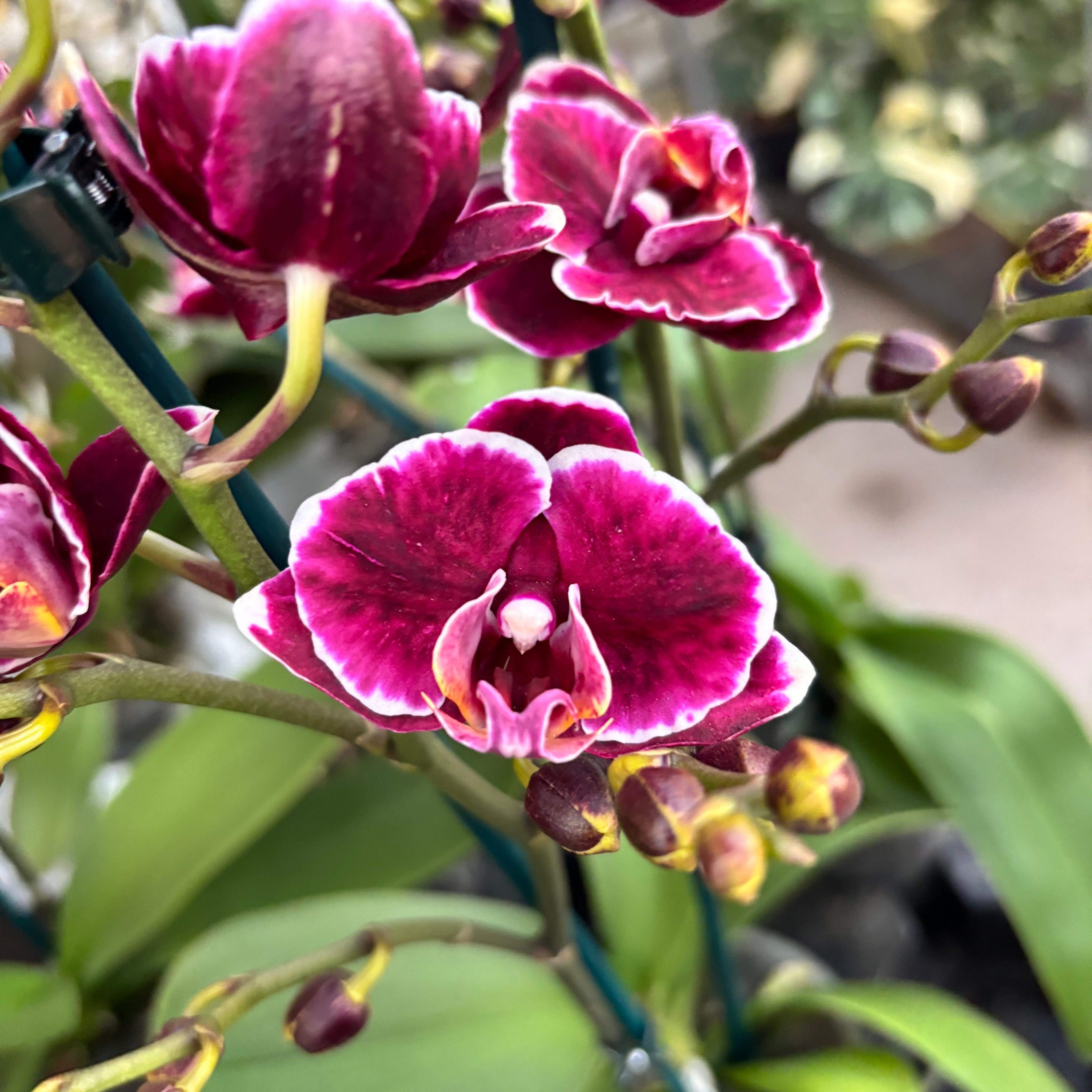 Phalaenopsis Miki Brownie