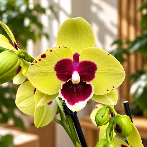 Phalaenopsis Anthura Talking Drum big lip