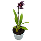 Vuylstekeara Melissa Brianne