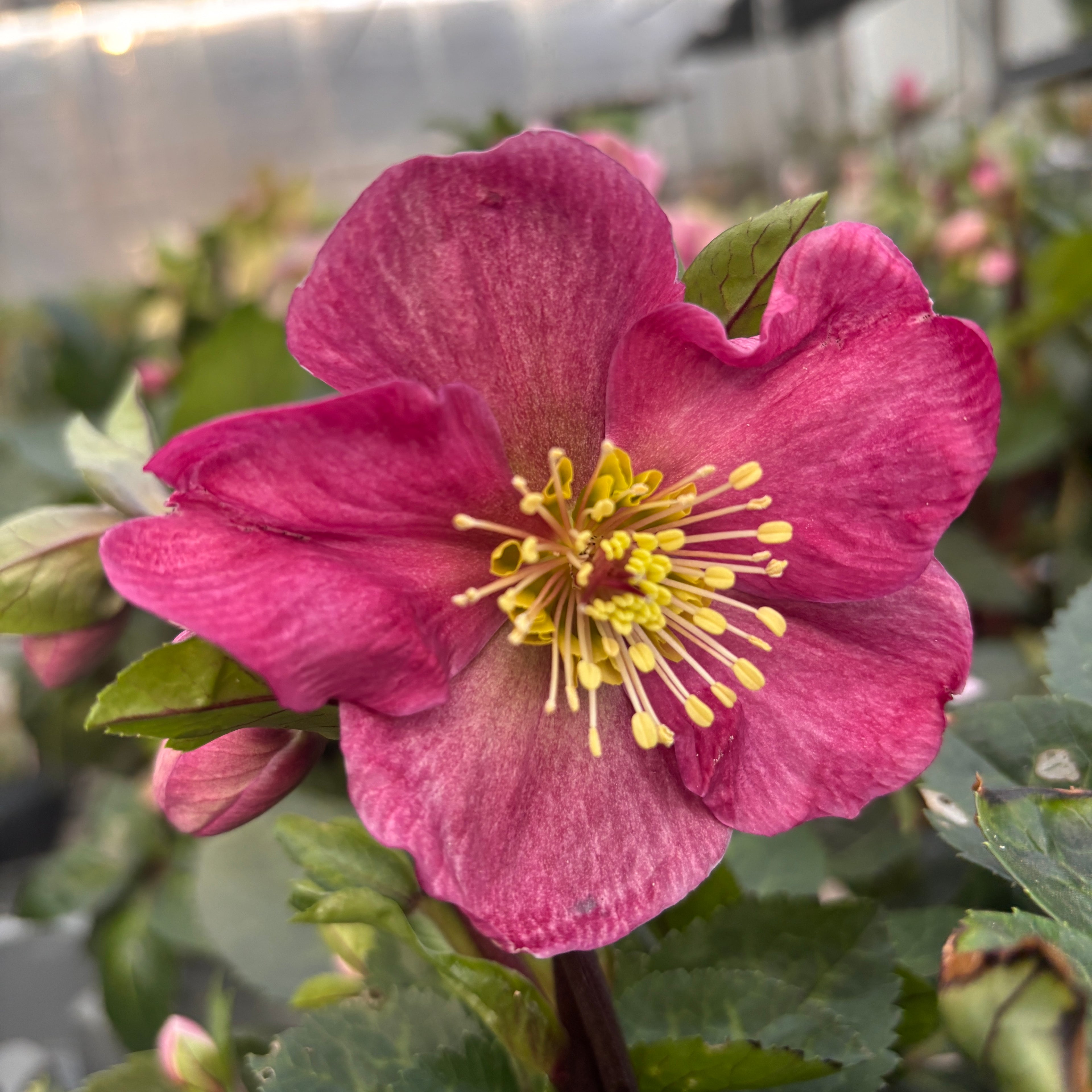 Helleborus Red Princess (spanz de iarna) - flori XL