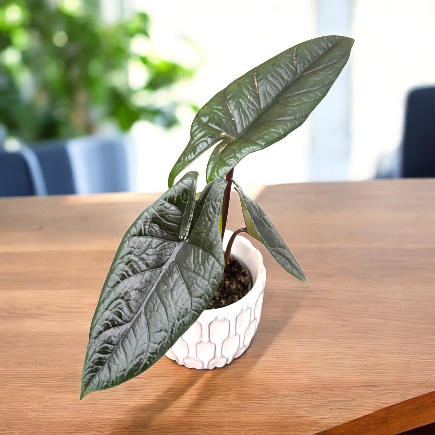 Alocasia scalprum – babyplant