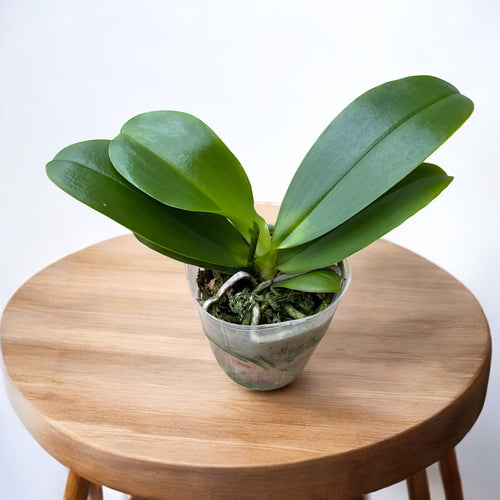 Phalaenopsis Miki Lola Girl Bear King '880'