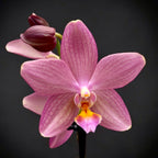 Phalaenopsis Sunny 3303 × Stuartiana Yellow