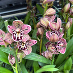 Cymbidium Vogel's Magic - duftend