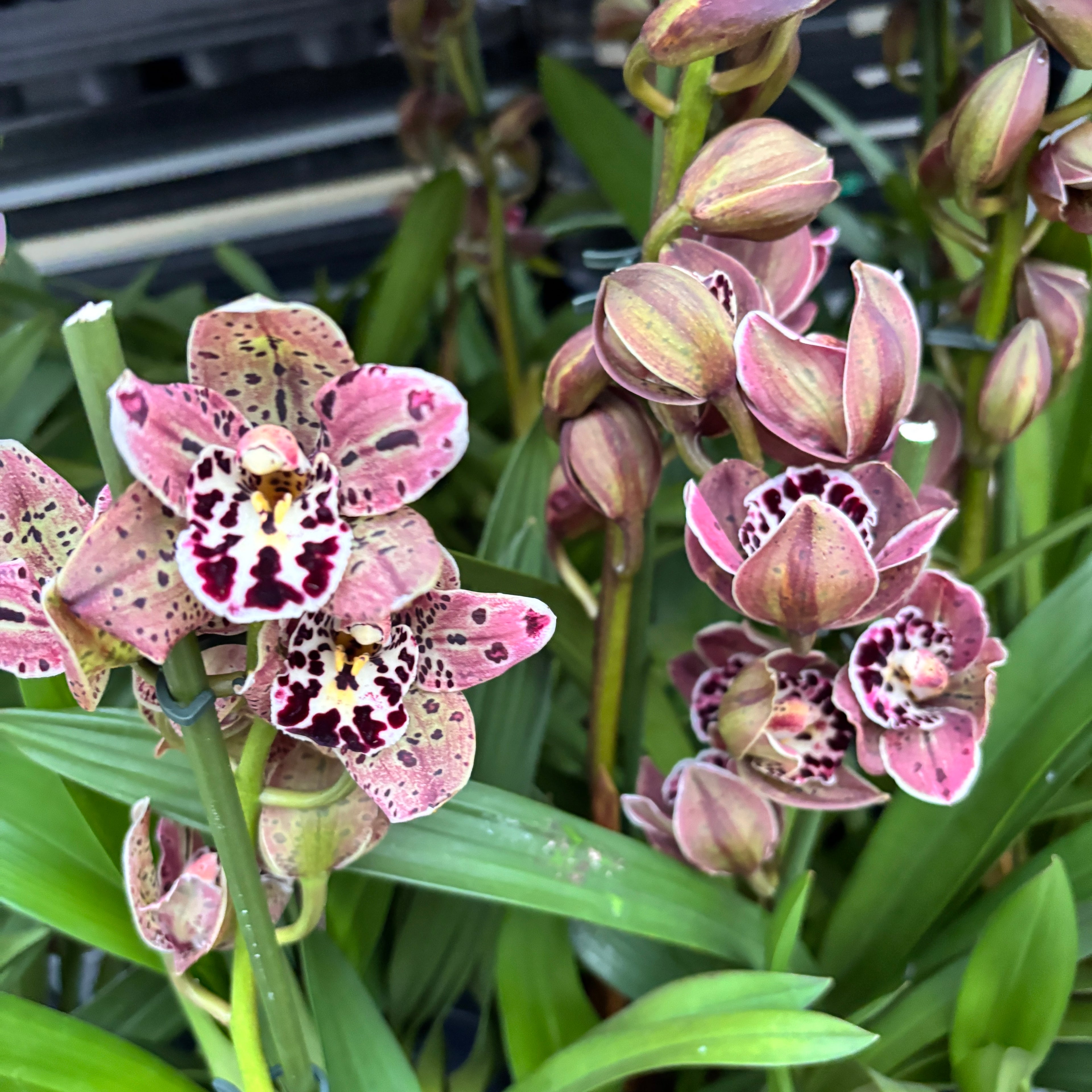 Cymbidium Vogel's Magic - fragrant