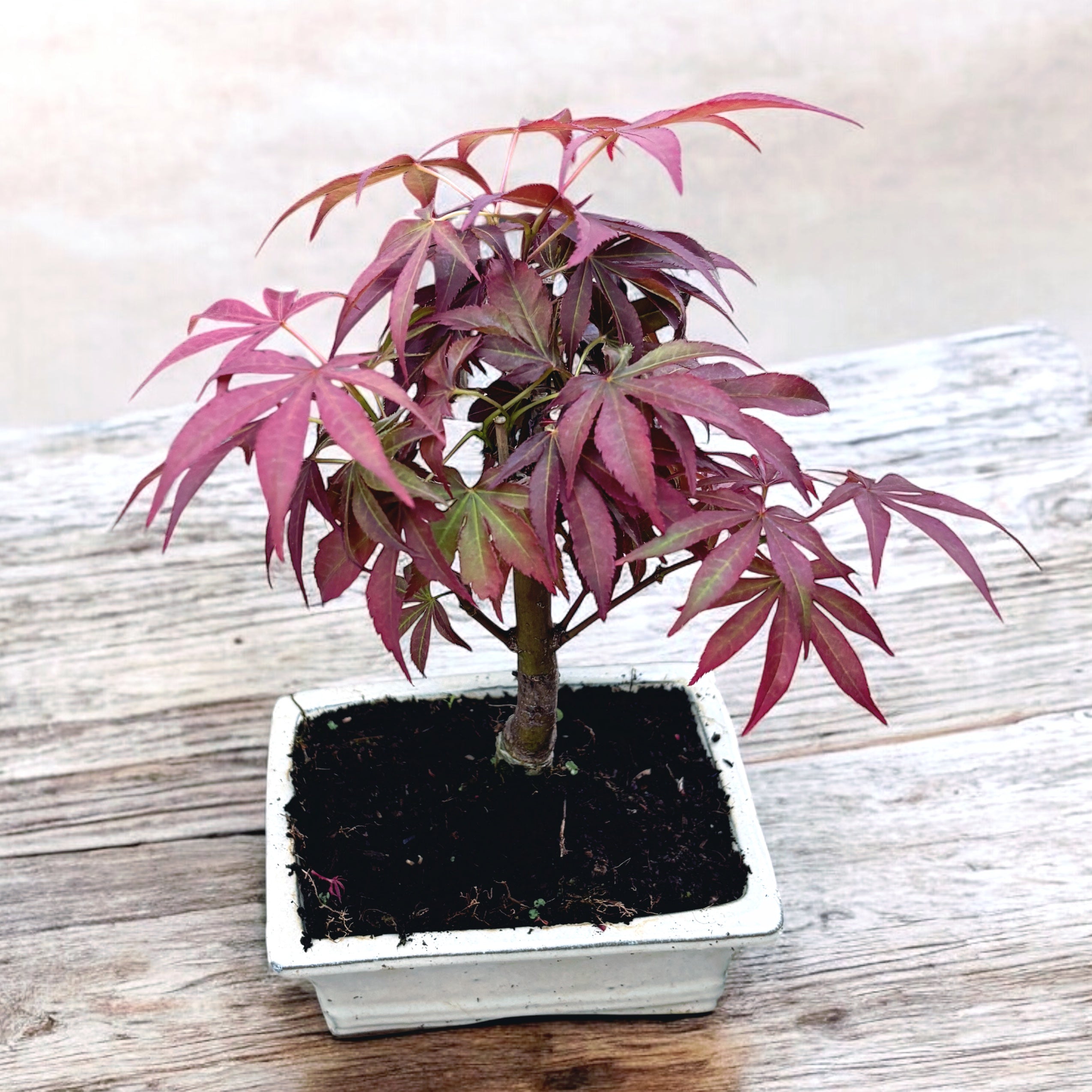 Bonsai Acer