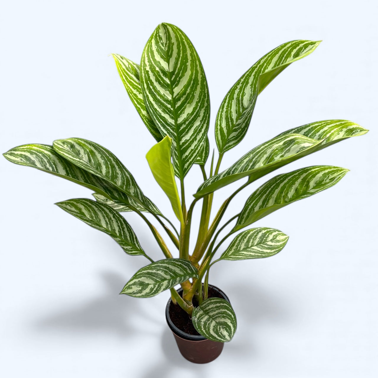 Aglaonema ‘Stripes’ - exemplare XL