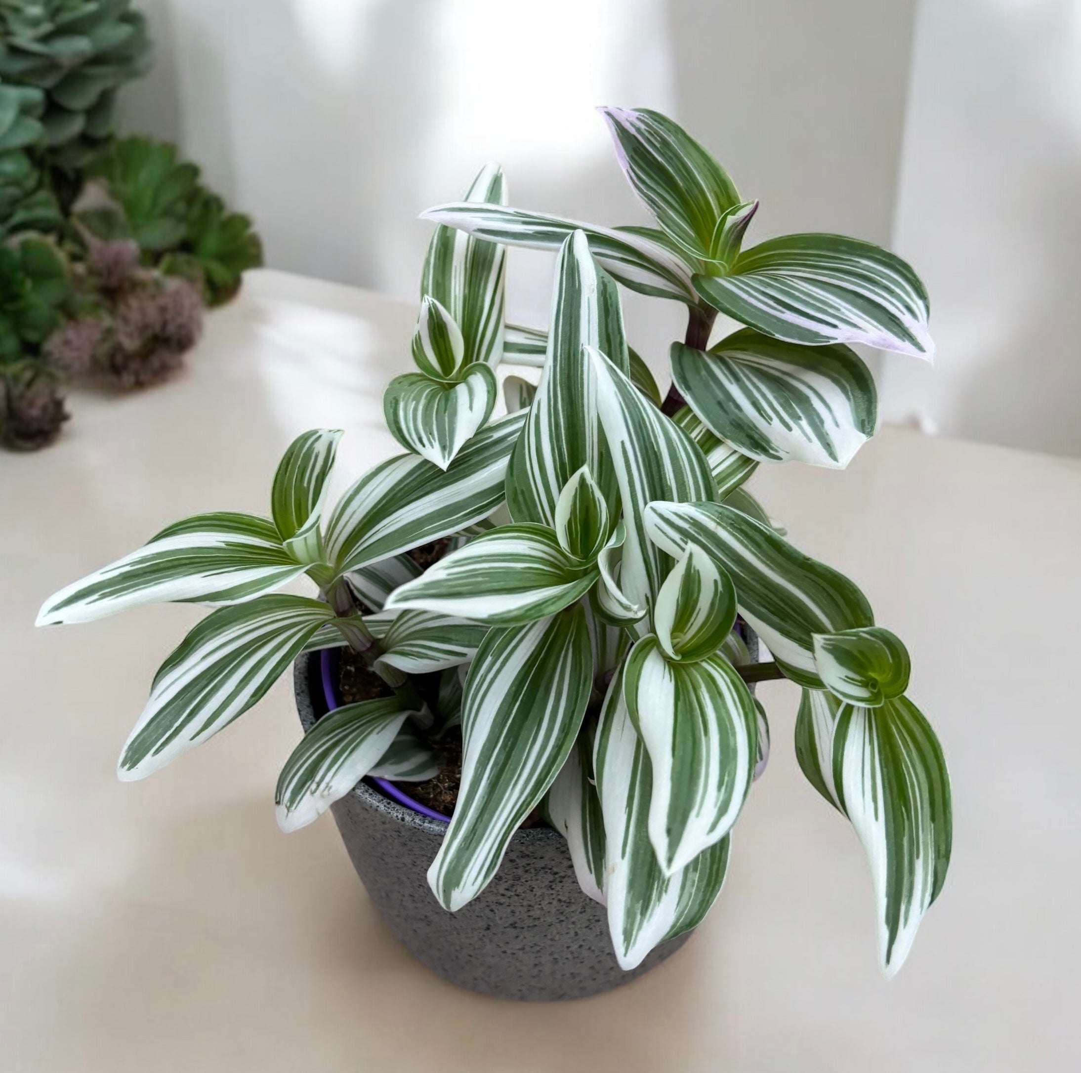 Tradescantia Albiflora 'Nanouk' Zebrakraut Dreimasterblume  Pflegeleichte  Zimmerpflanze Im 8cm Topf