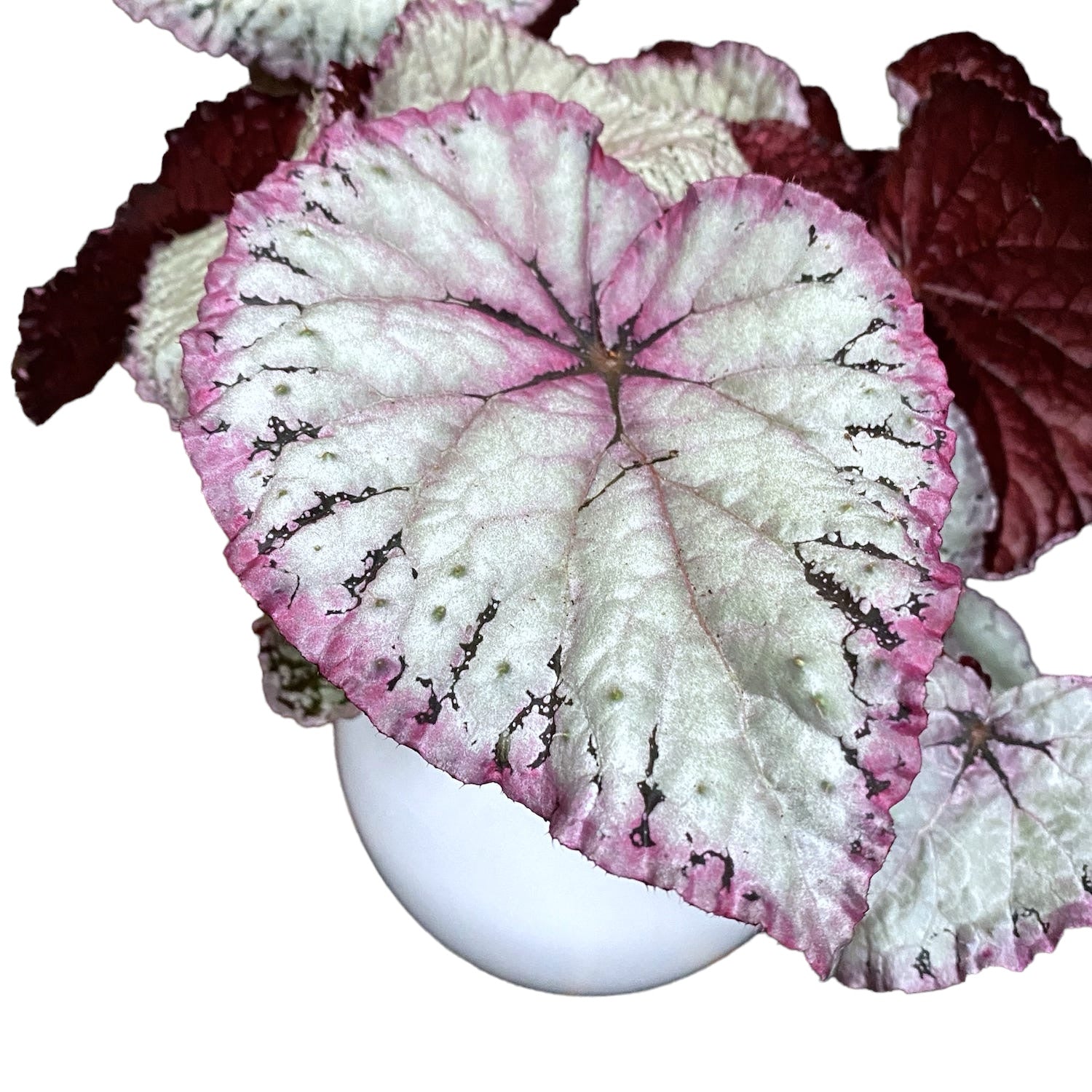 Begonia 'Hawaiian Silver'