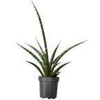 Sansevieria trifasciata 'Megan'