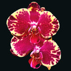 Phalaenopsis Ljepotica Duša Mates