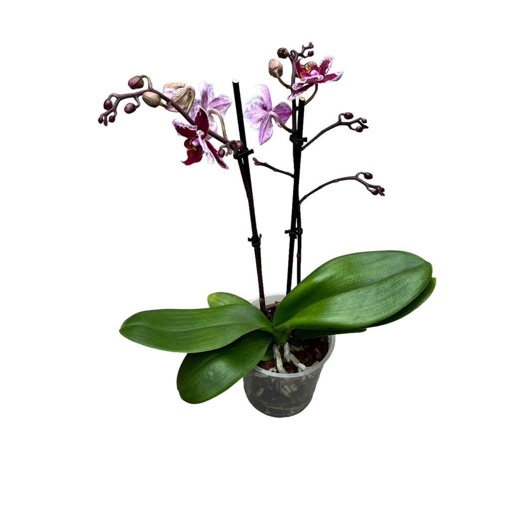 Phalaenopsis multiflora