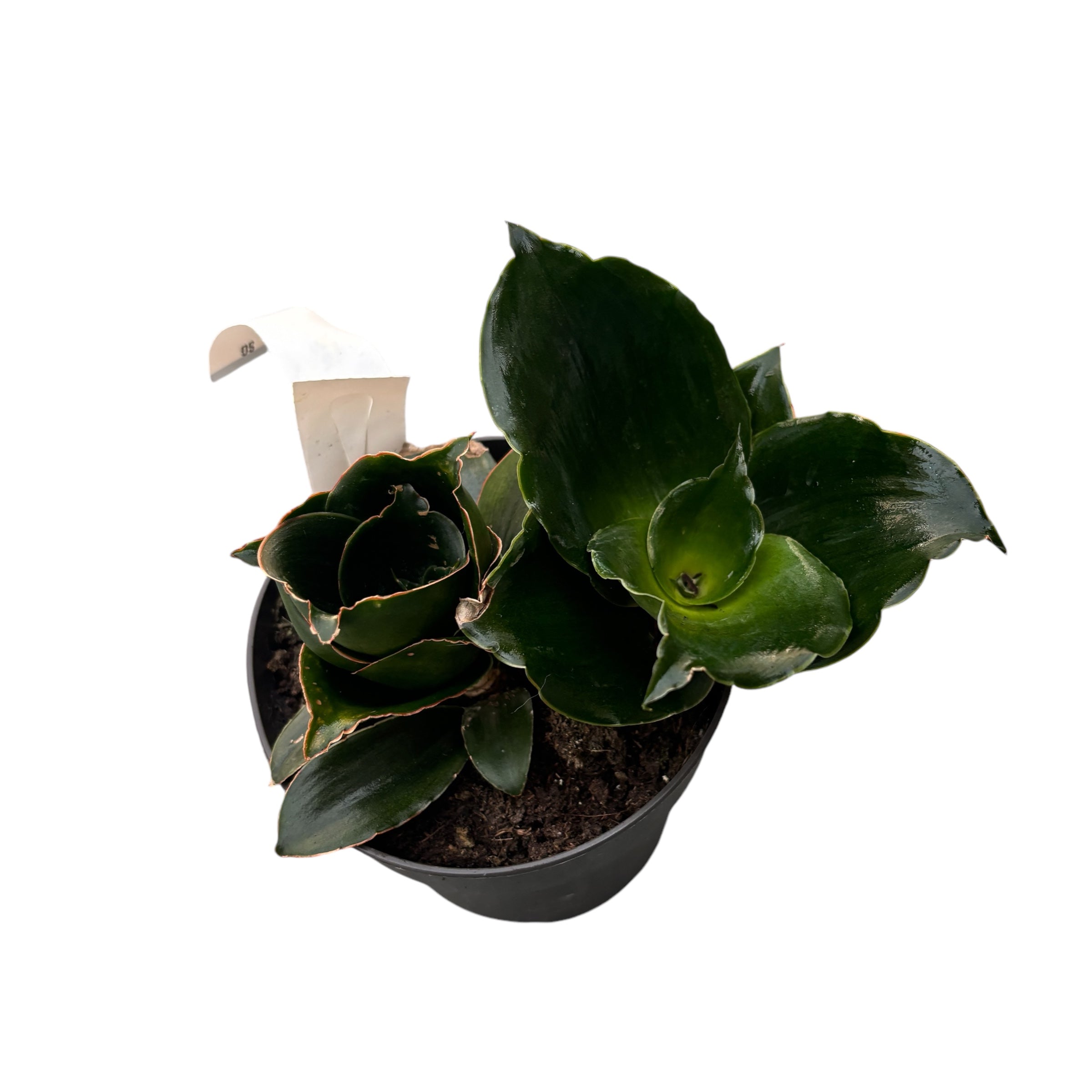 Sansevieria 'Star Rose'