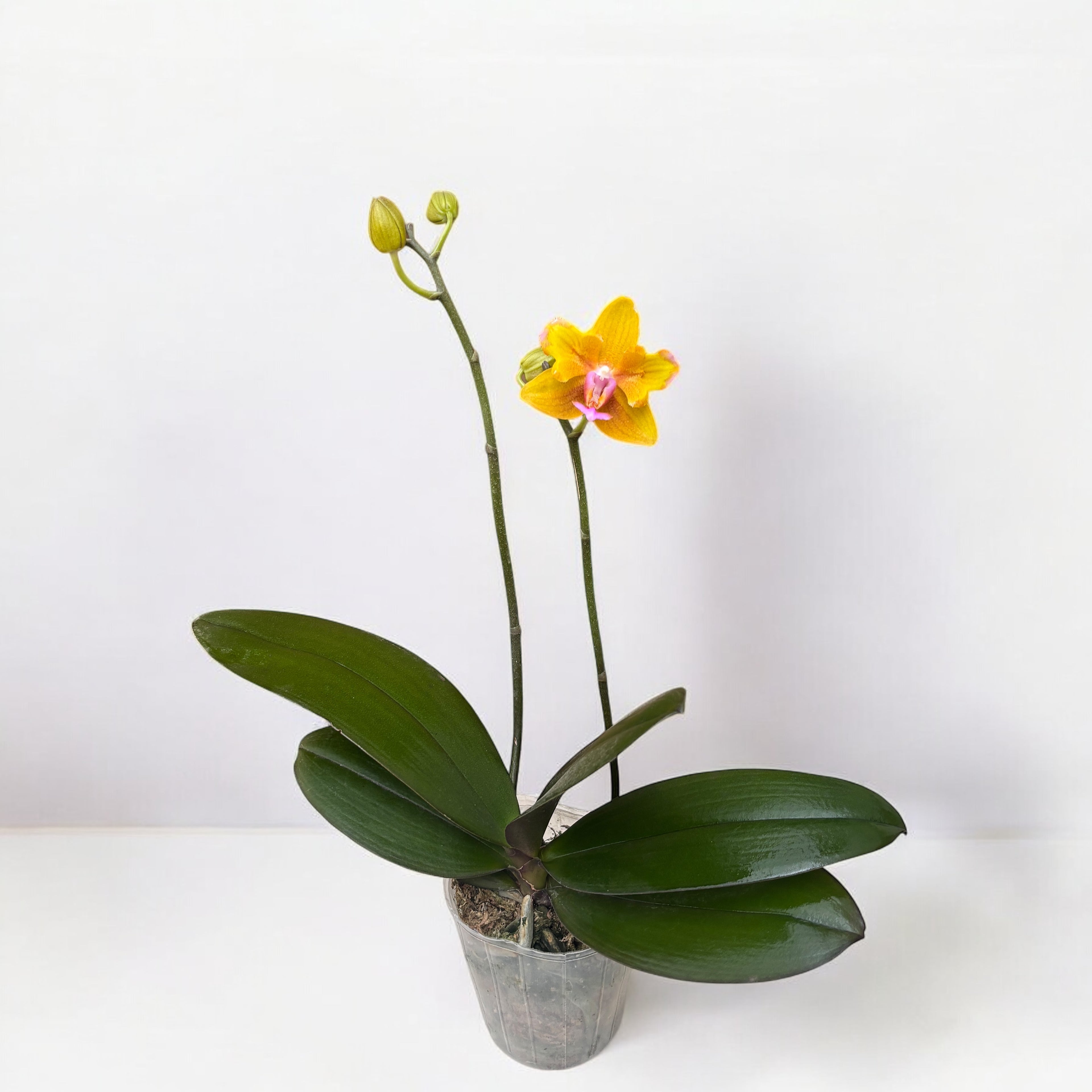 Phalaenopsis Charming Little Gold (peloric)