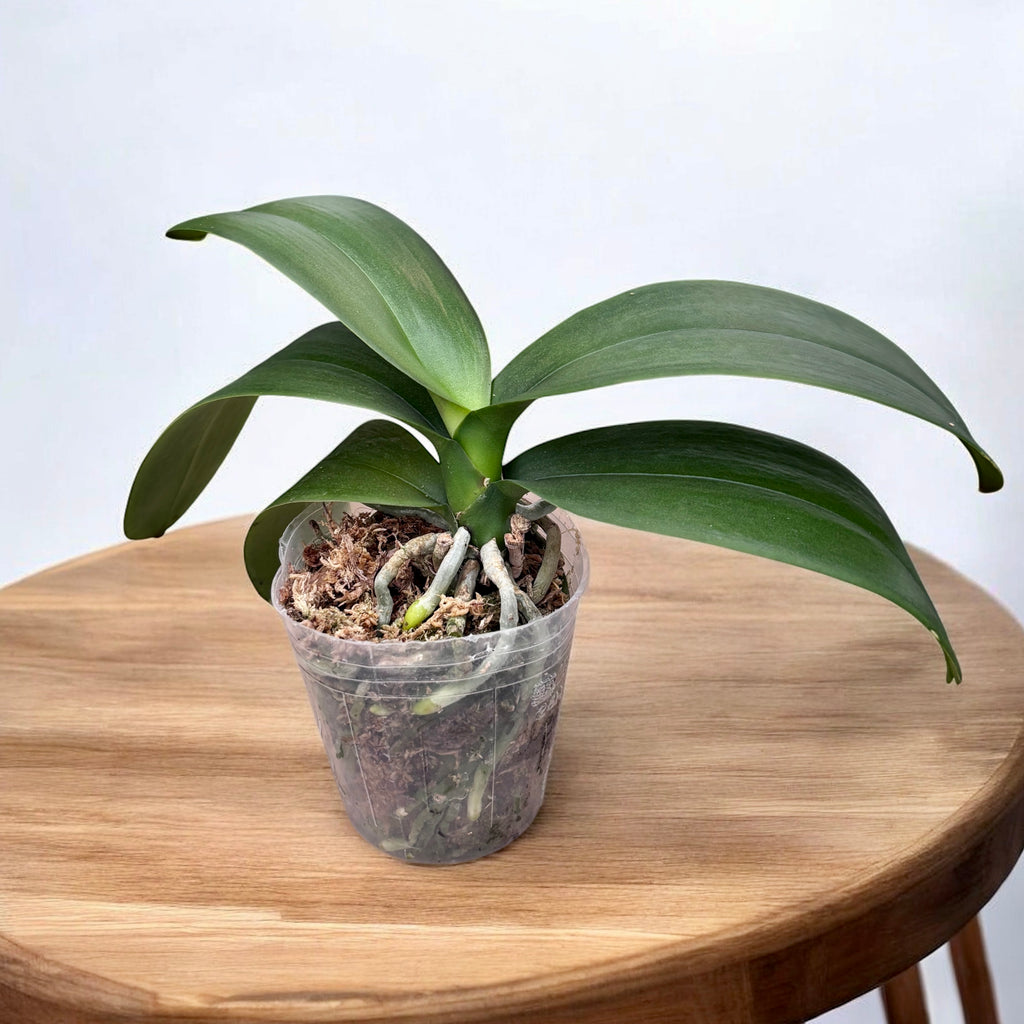 Phalaenopsis Fortune Saltzman 'Montclair'