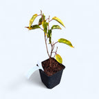 Kiwi - Actinidia arguta 'Ken's Red' (Kiwi Rosso) D9