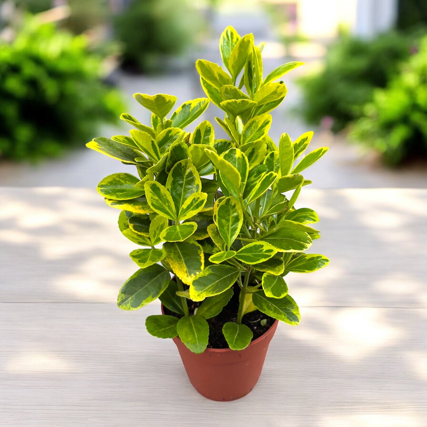 Euonymus japonicus ‘Aureus’’ – arbust decorativ ideal pentru gard viu