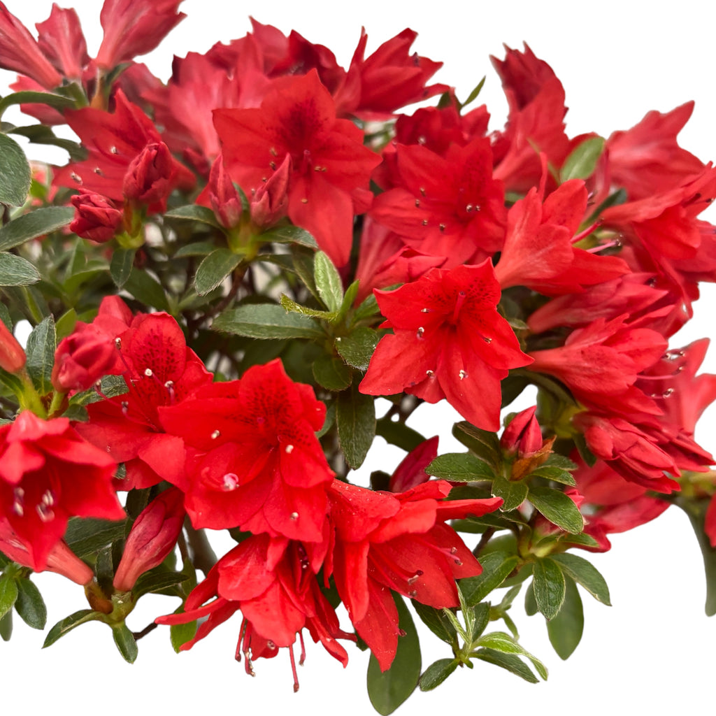 Μπονσάι Ροδόδενδρο με κόκκινα λουλούδια