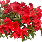 Bonsai Rhododendron cu flori rosii