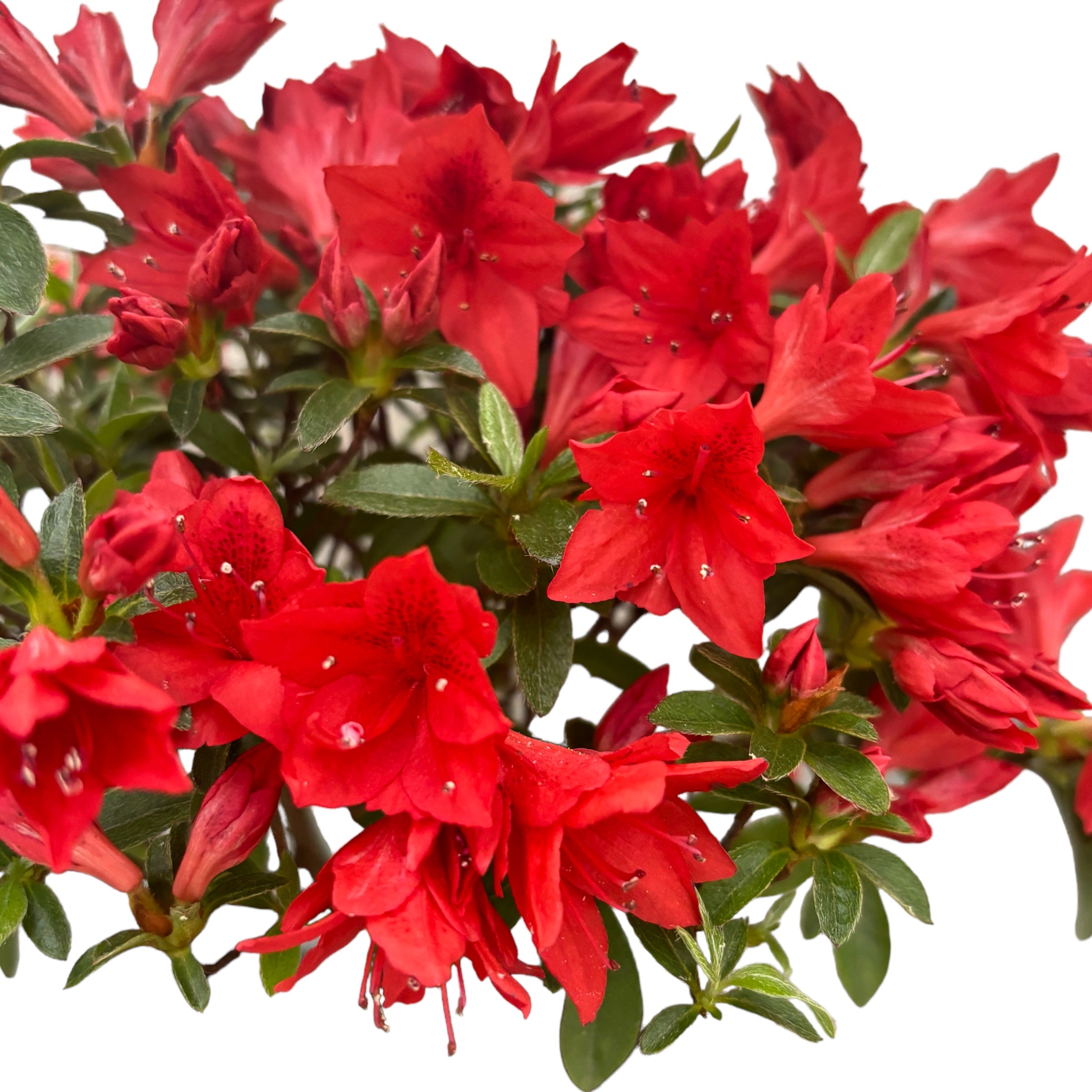 Bonsai Rhododendron cu flori rosii