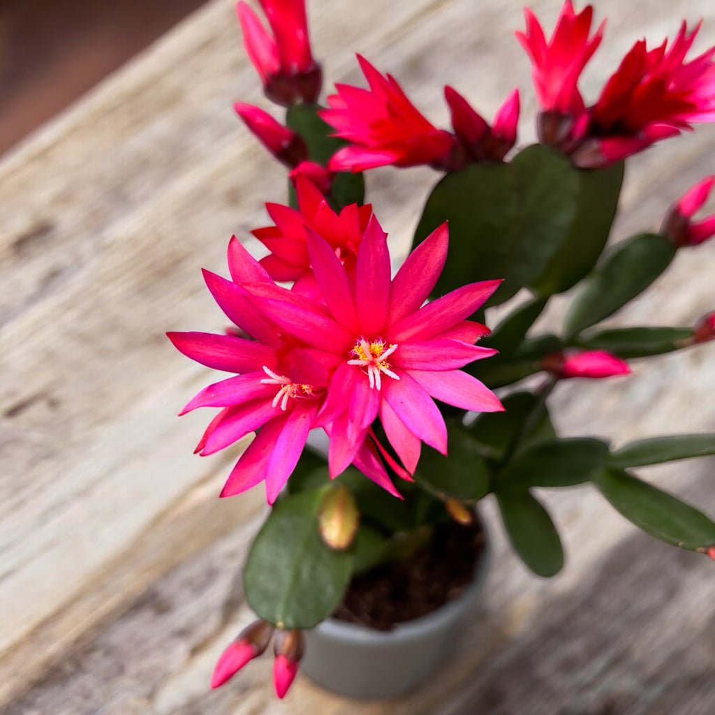 Rhipsalidopsis Cherokee Spirit (floarea pastelui) 2 plante/ghiveci