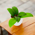 Hoya sp. Aceh 'Splash'