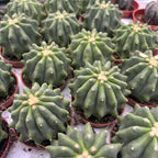 Ferocactus glaucescens f. inermis