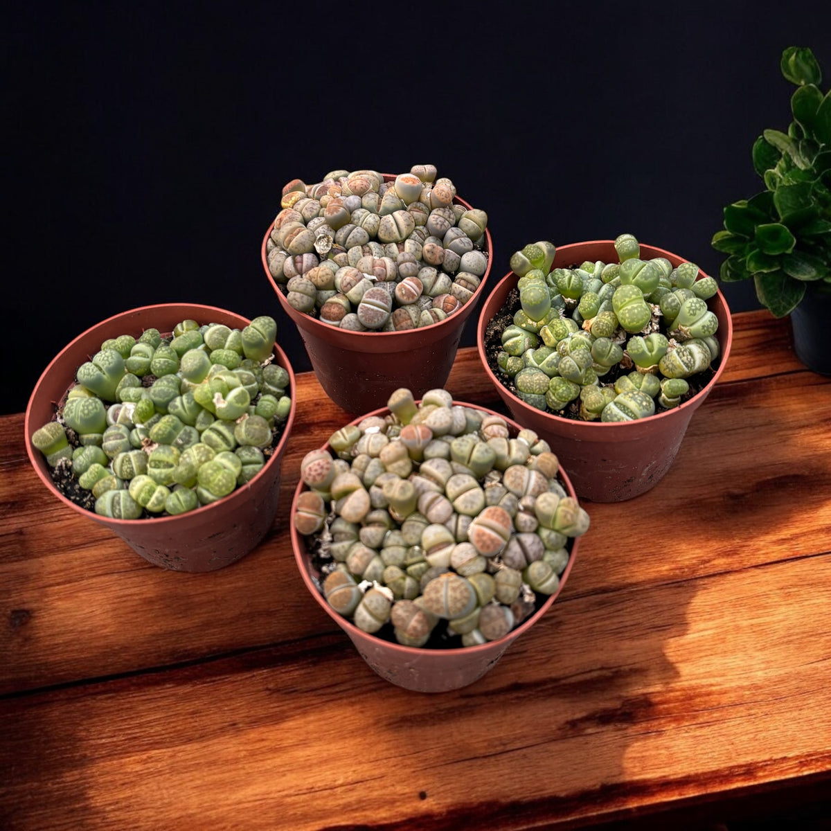 20 lithops Helmutii C271 semi seeds Cactus Succulent Plants Sassi Flowers rare e 20 lithops Helmutii C271 semi seeds Cactus Succulent Plants Sassi Flowers rare e