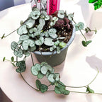 Ceropegia woodii ‘Silver Glory’