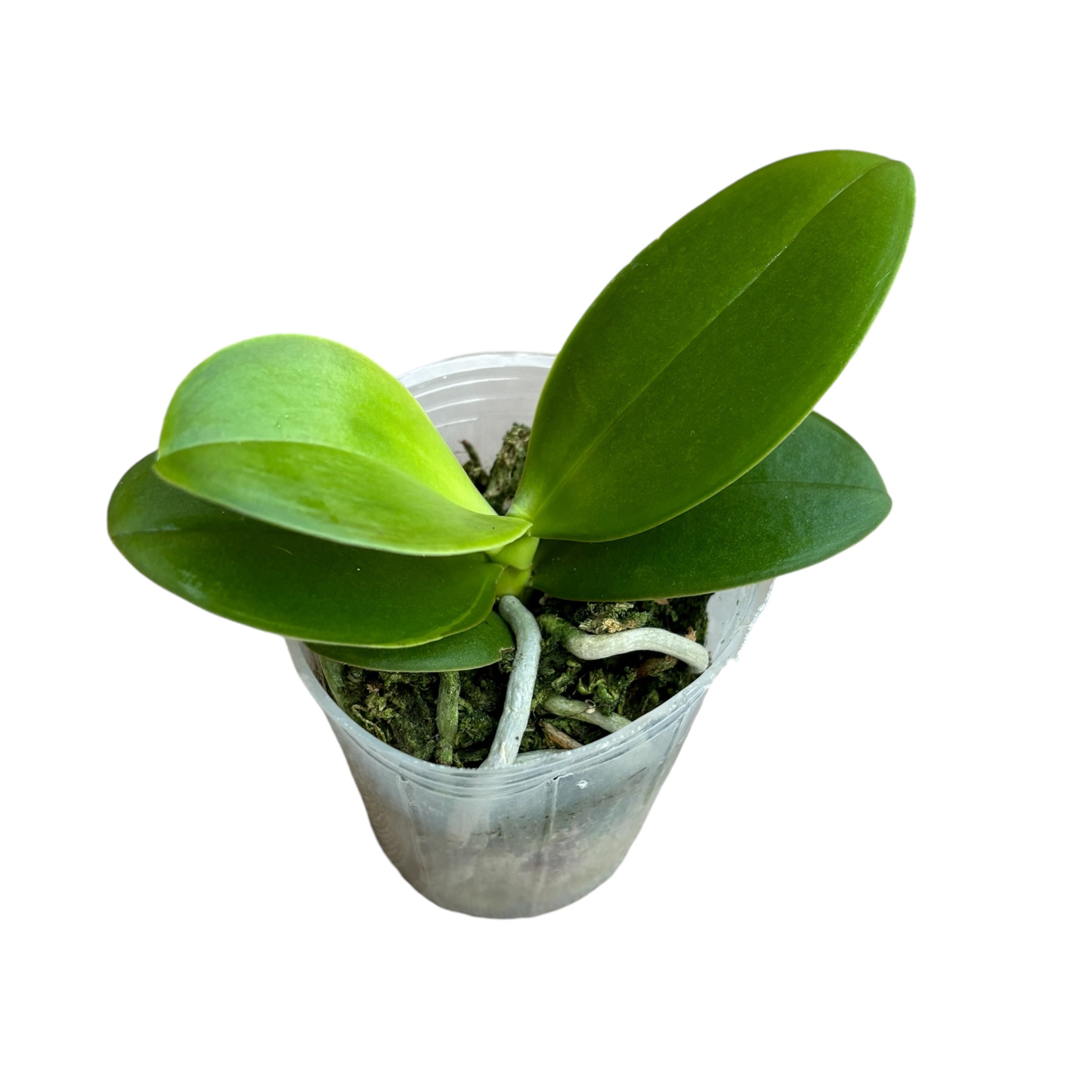 Phalaenopsis Sogo Pony - flori cerate parfumate