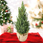 Natural fir tree gift wrapped