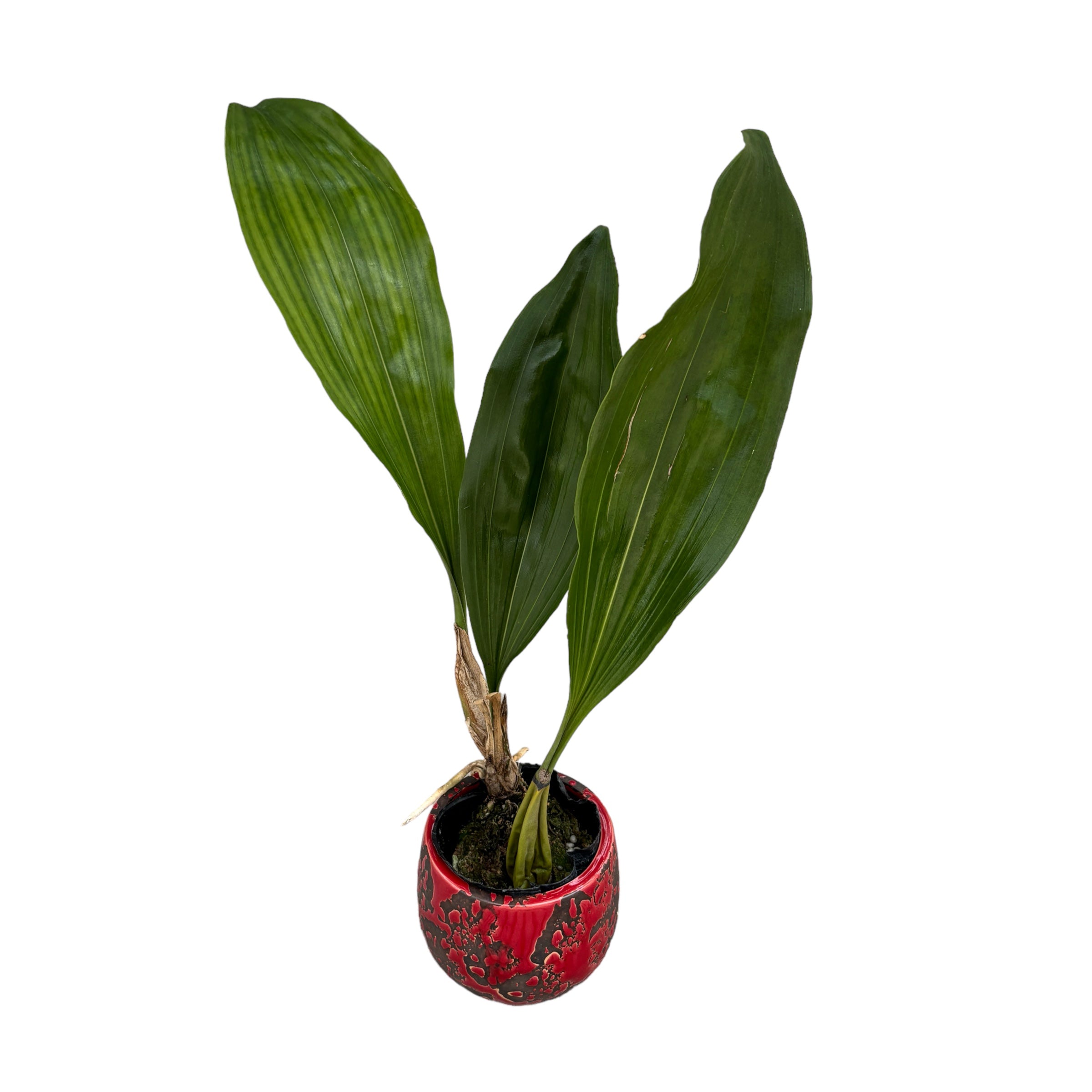 Bifrenaria harrisoniae *parfumata