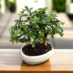 Bonsai Carmona forest 3pp