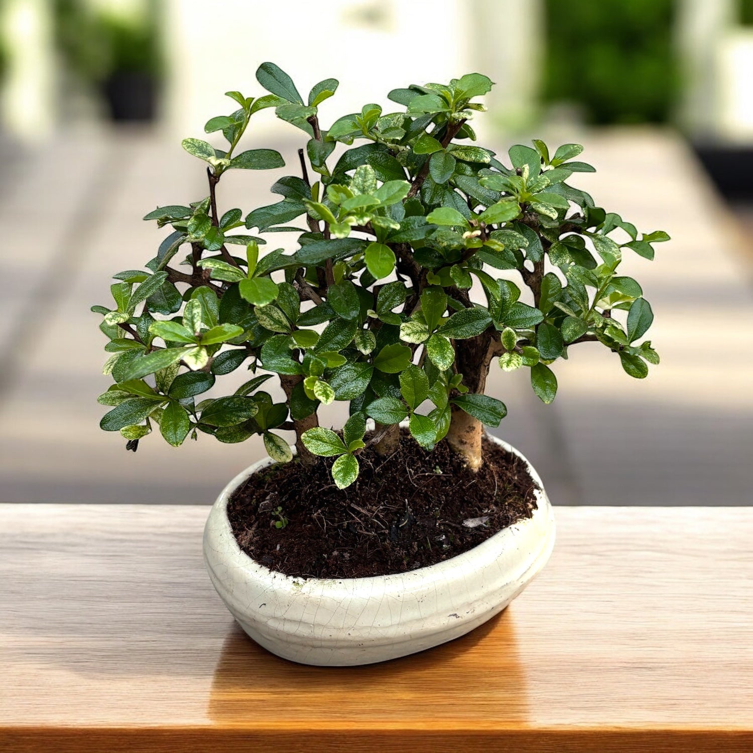 Bonsai Carmona forest 3pp