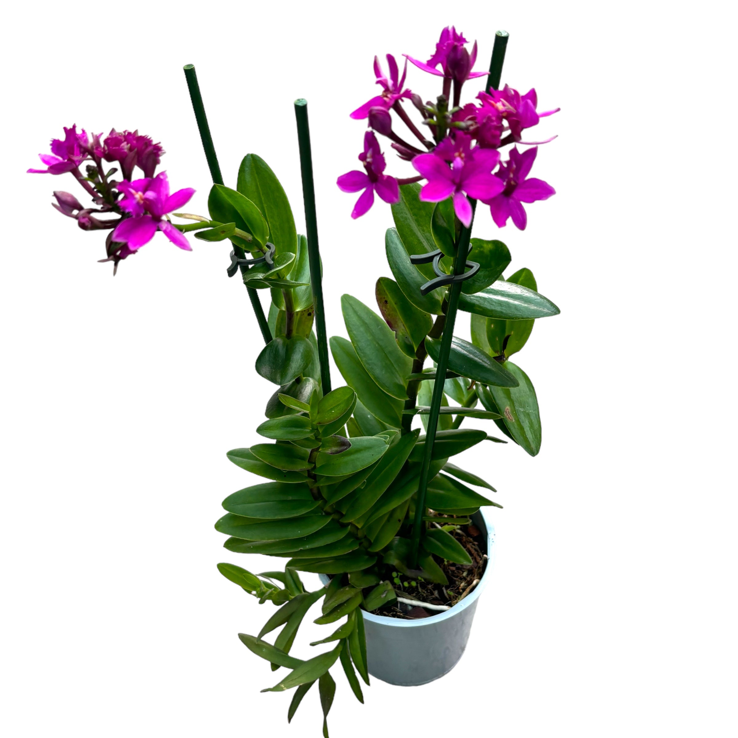 Epidendrum radicans 'Dark Purple' - kehittyneet yksilöt