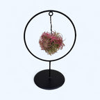 Tillandsia Magic Ball Red kompozíció – élénk hangsúly és légies kifinomultság