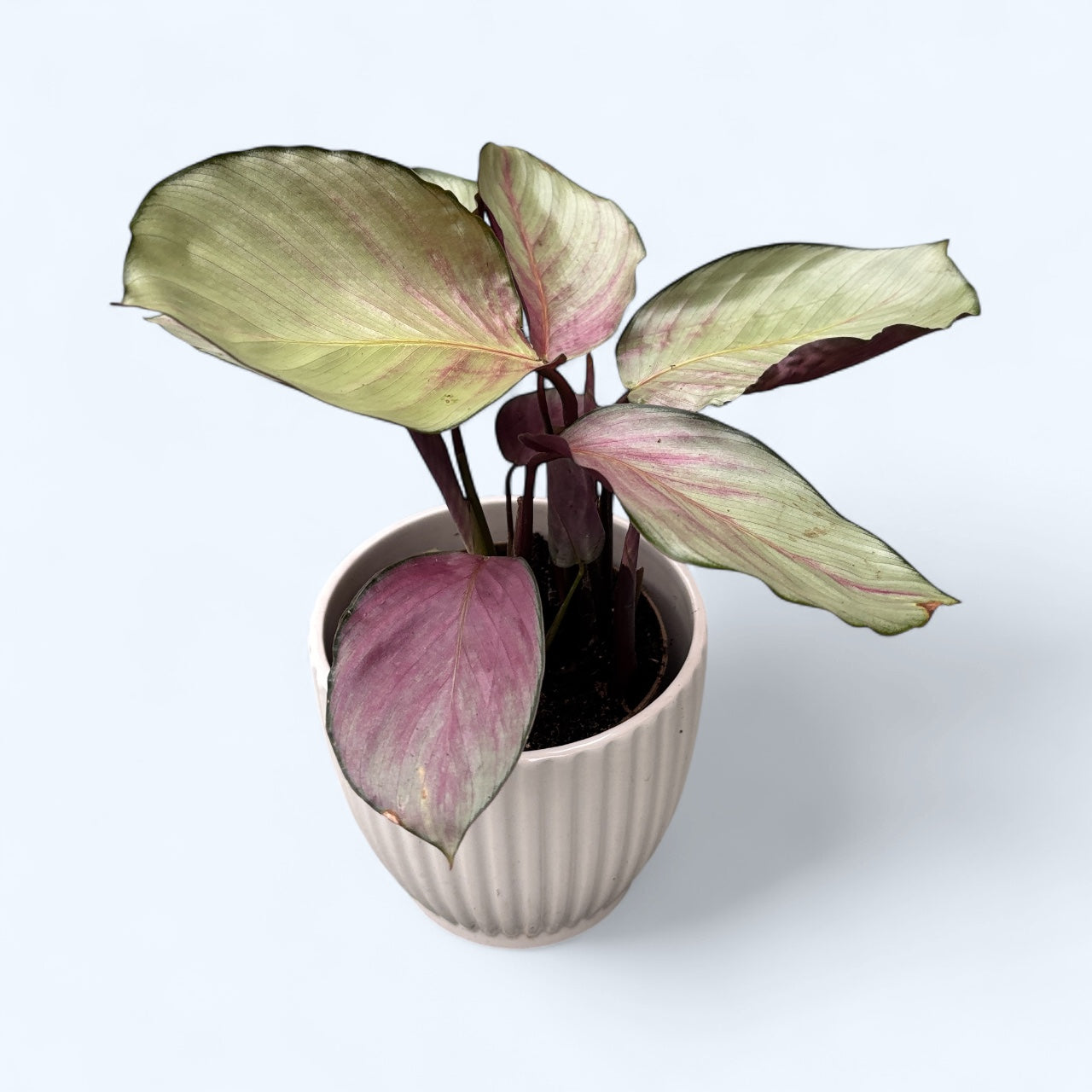 Calathea roseopicta ‘Silver Plate’ - frunzis metalic cu reflexe roz argintii