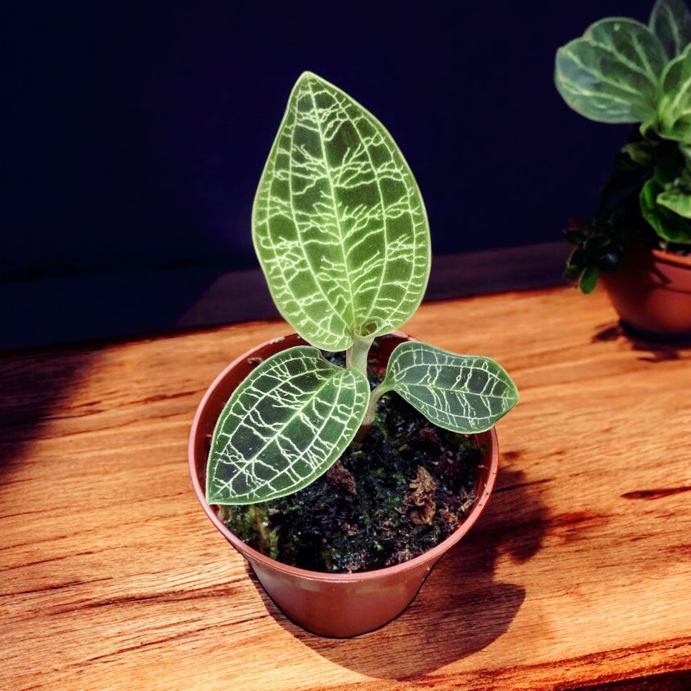 Macodes petola (Jewel Orchid)