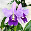 Ctt. Final Blue 'Royal Purple' - exemplare XL (flori intens parfumate)