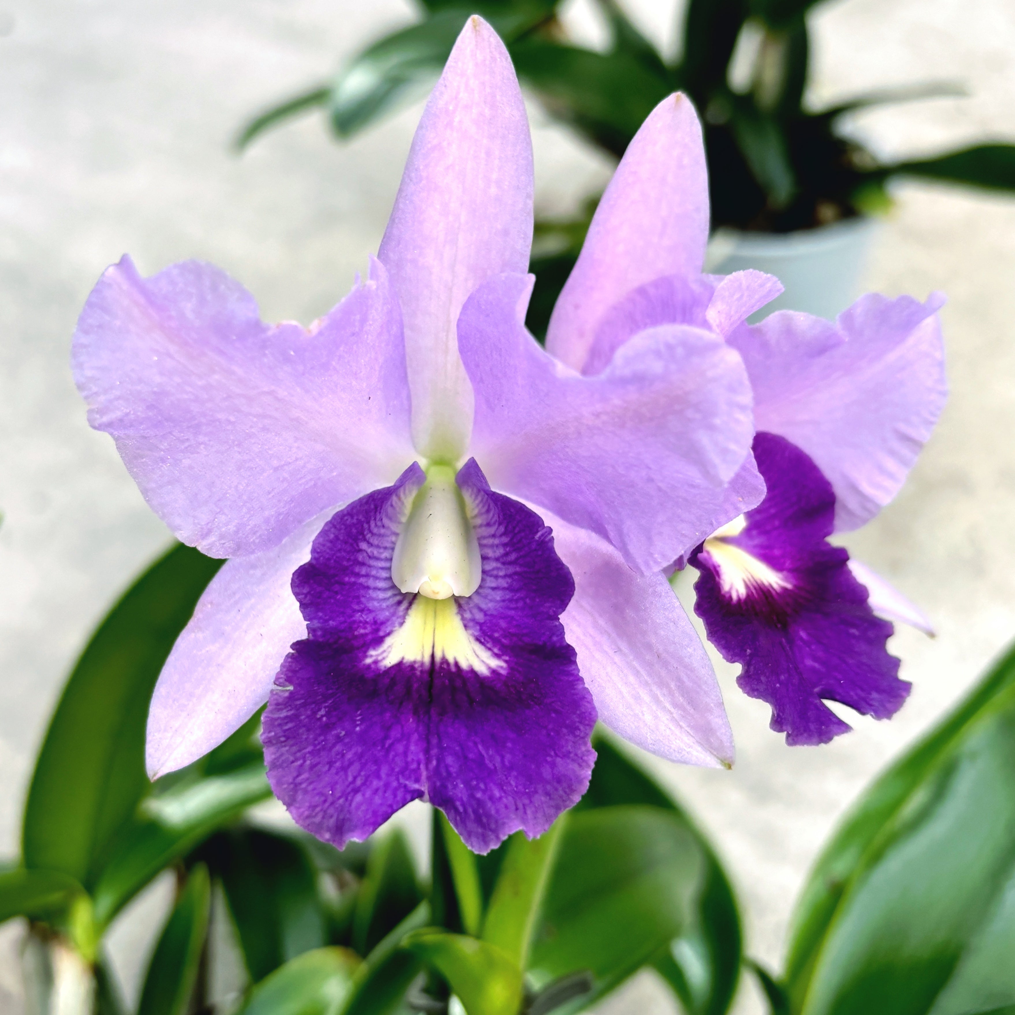 Ctt. Final Blue 'Royal Purple' - exemplare XL (flori intens parfumate)