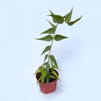 Hoya burmanica (exemplaires développés)