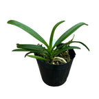 Vandachostylis TSS Taiwan Gandharva 'Blue Dot' *duftend