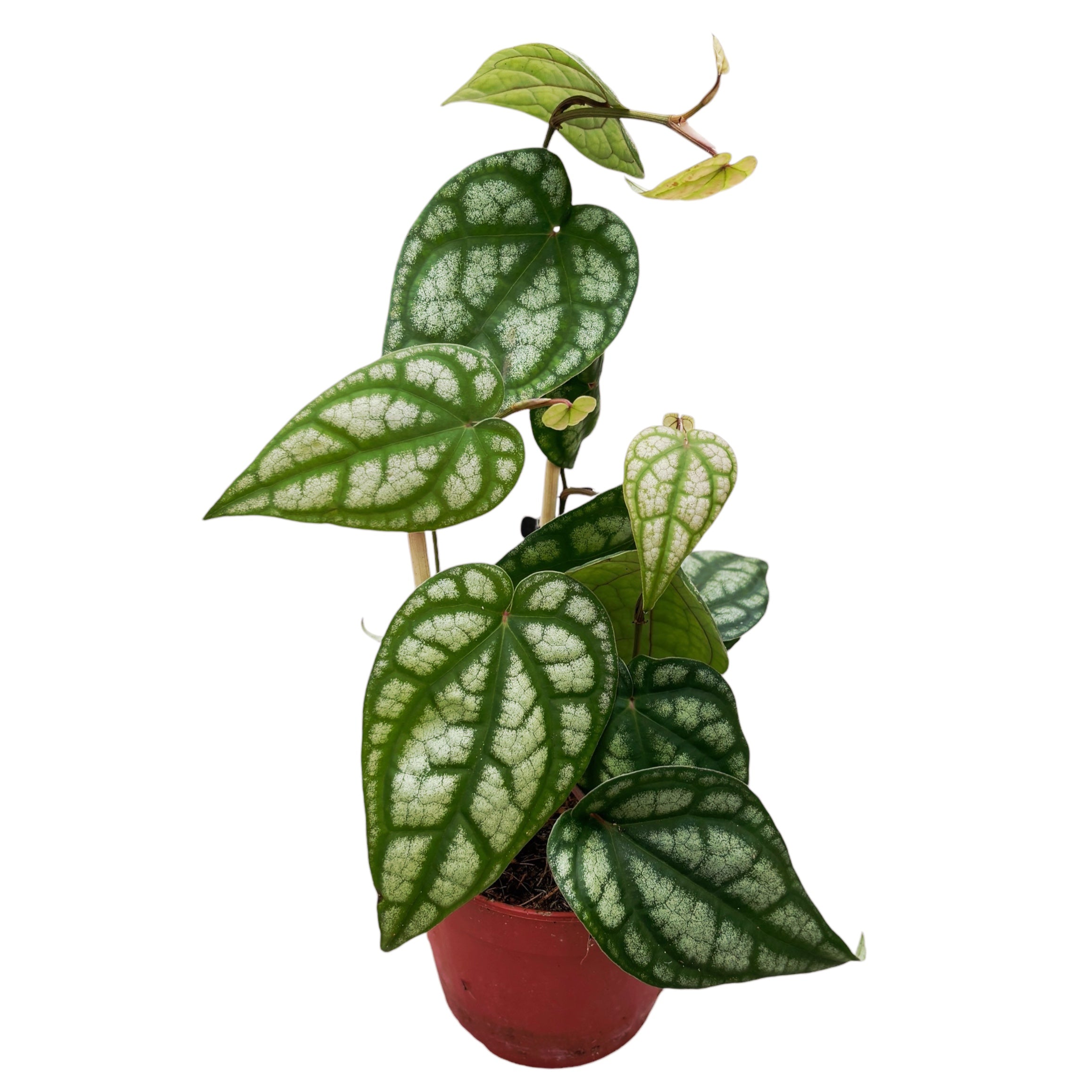 Piper sylvaticum (2-3 plante/ghiveci)