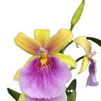 Miltonia Sunset (Pansy Orchid)