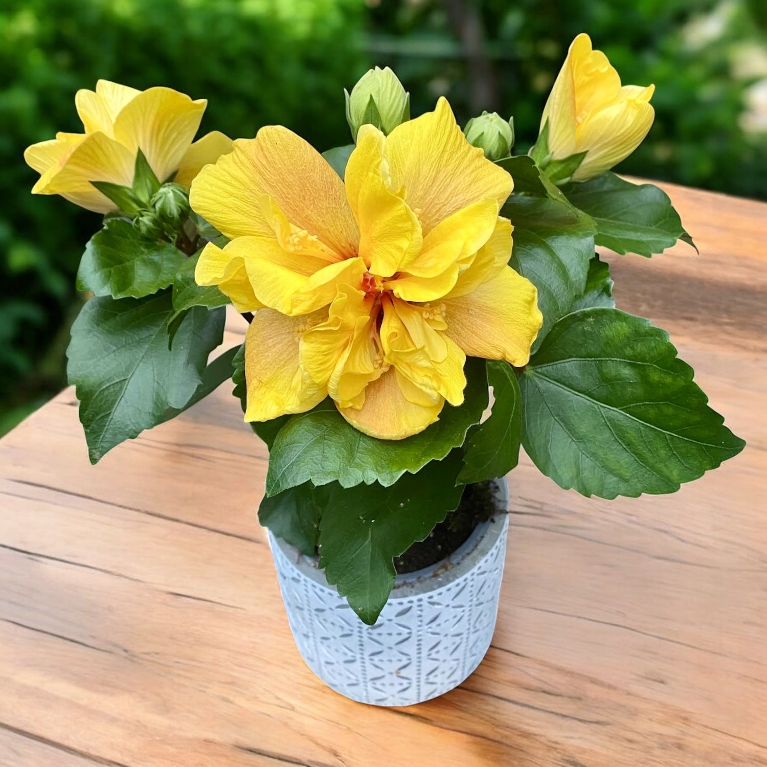 Hibiscus Koenig - Trandafir japonez galben cu flori duble – Secret
