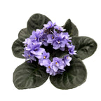 Saintpaulia Inova Spectra Lichtblauw - violete lila