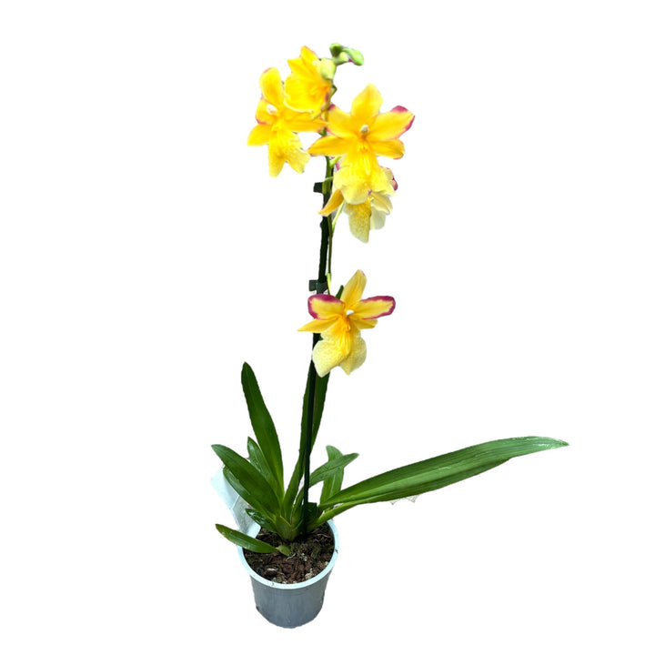 Burrageara Nelly Isler 'Yellow' (variation red)