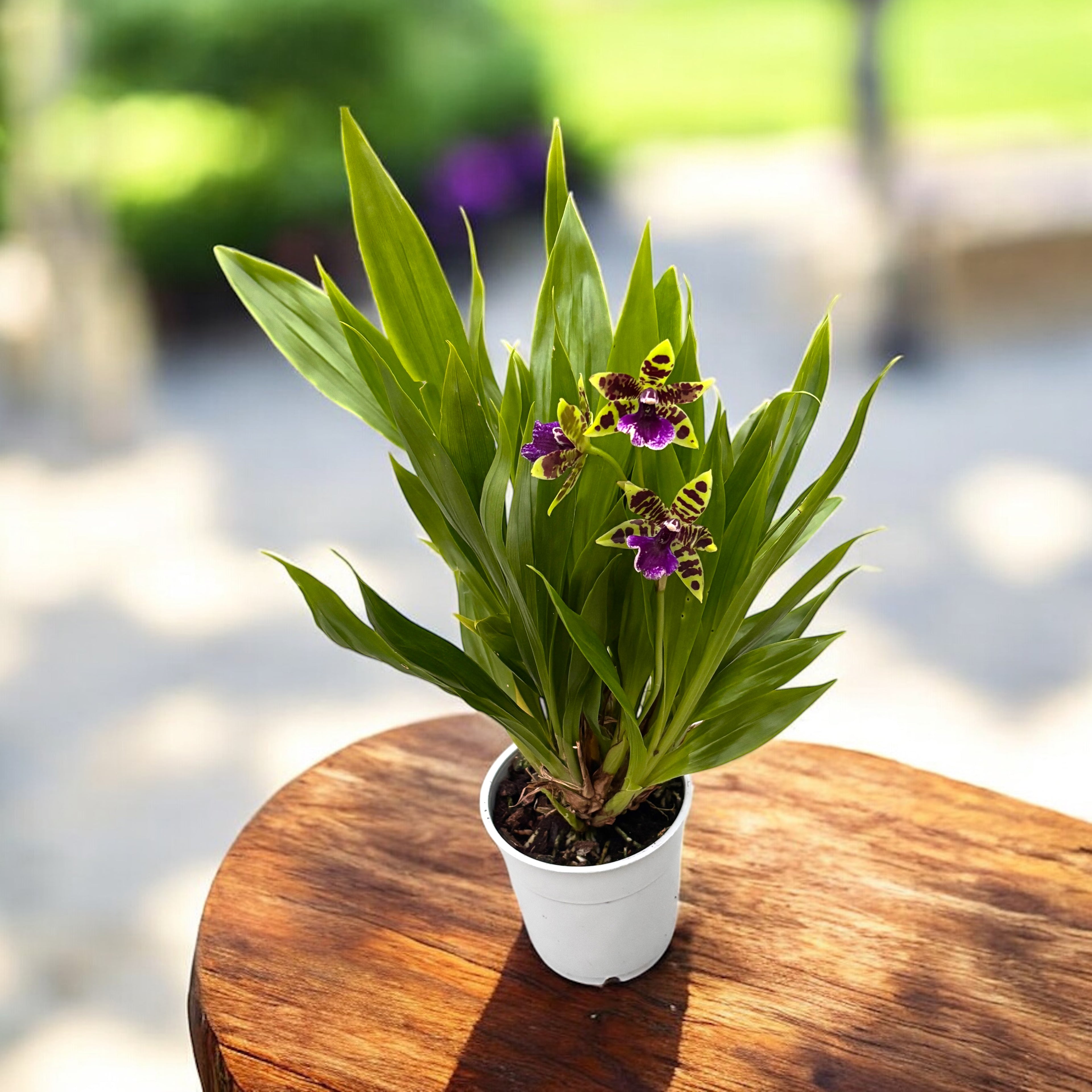 Zygopetalum hybrid - flori parfumate