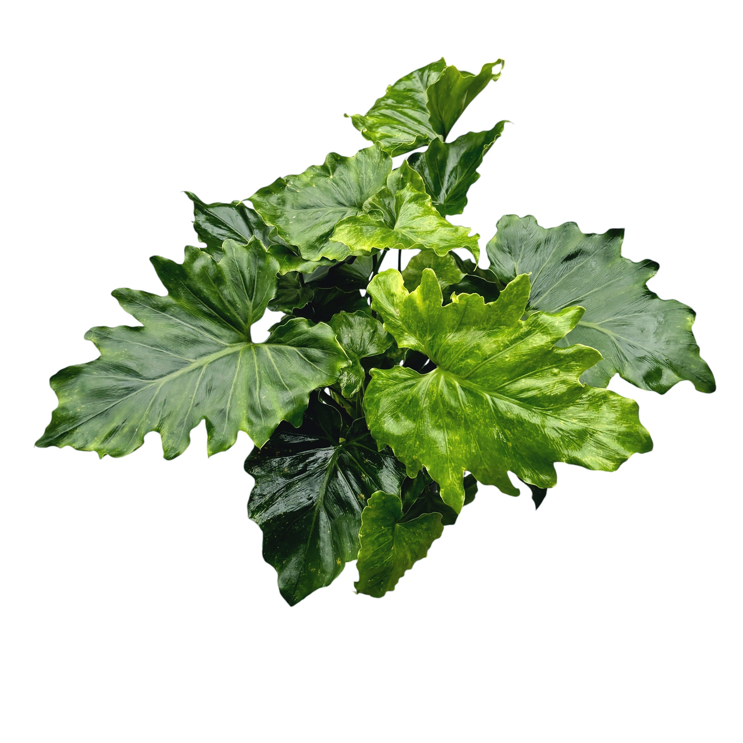 Philodendron Shangri La