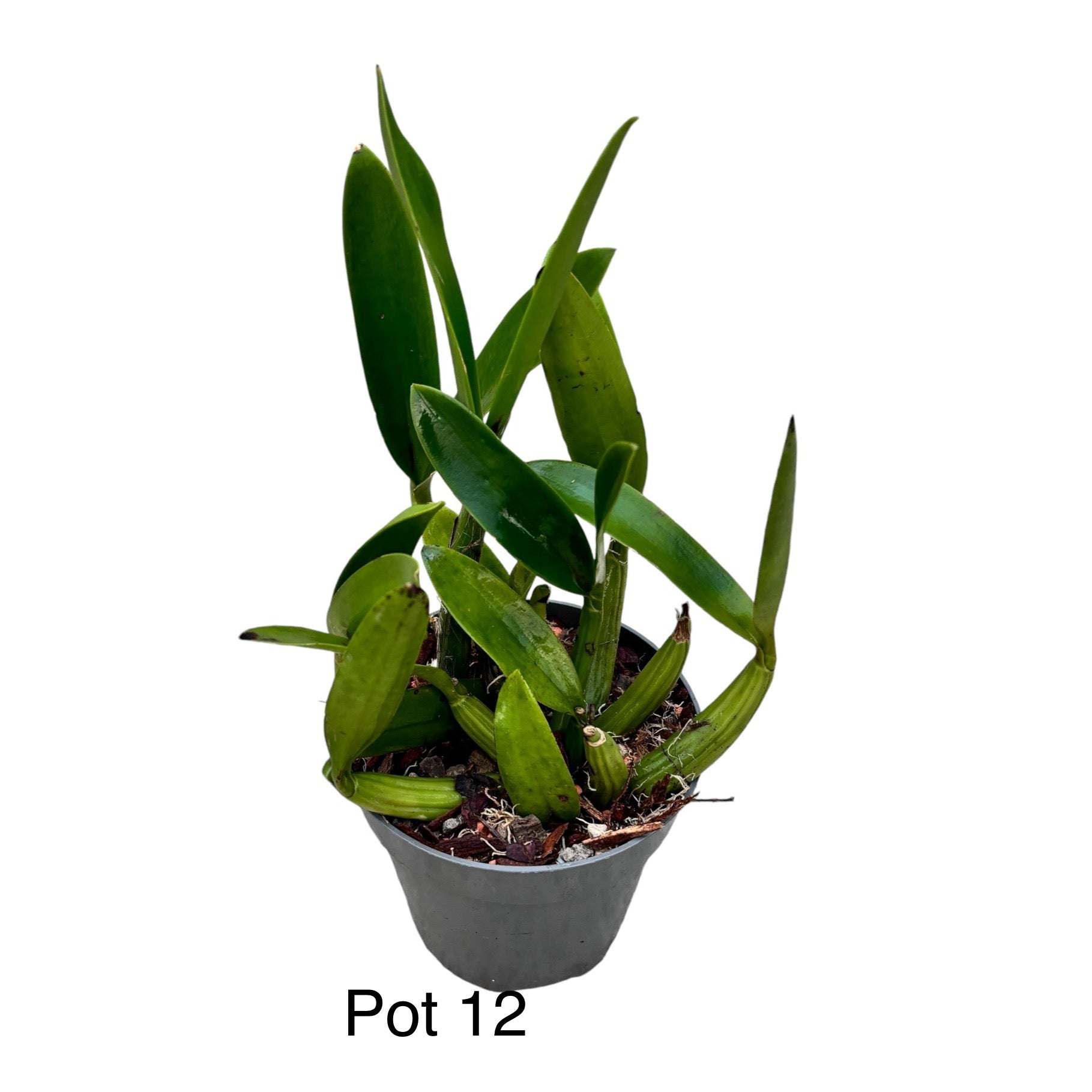 Myrmecophila tibicinis (Schomburgkia tibicinis)